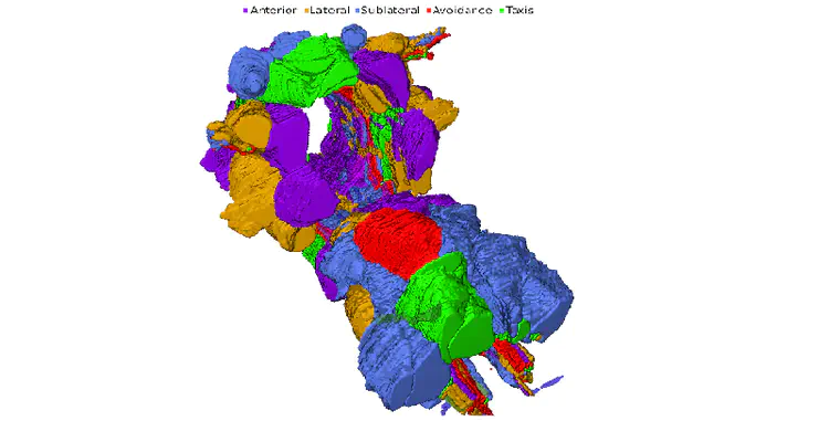 Mapping the *C. elegans* brain at cellular resolution. Image from [Brittin et al. (2021)](/publication/brittin-2021). See also [this University news article](https://eps.leeds.ac.uk/computing/news/article/5698/mapping-the-brain-of-a-nematode-worm)